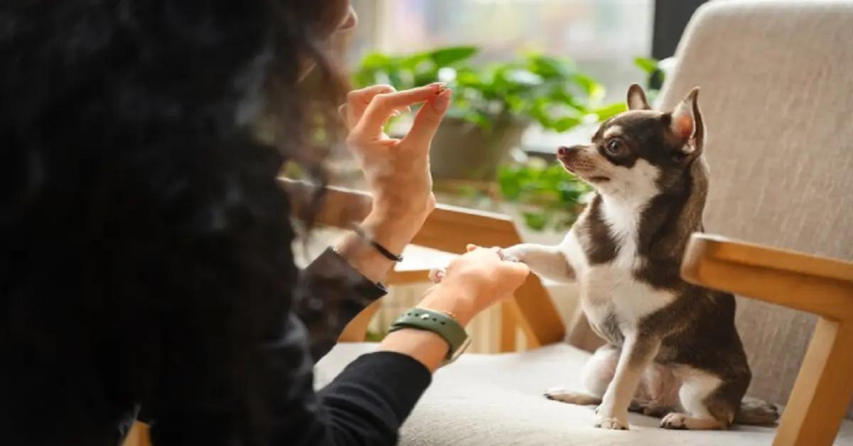 puppy:iuuiiqqqwao= dogs